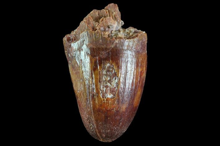Bargain, Cretaceous Fossil Crocodile Tooth - Morocco #72780